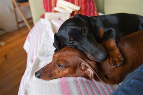 Become familiar with our procedures, view available dogs or contact us. . Alabama dachshund rescue